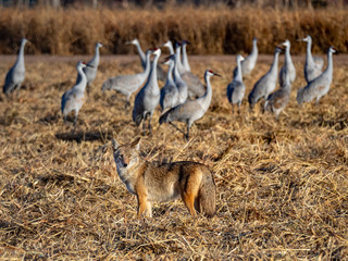 Coyote Hunting Sandhill Cranes