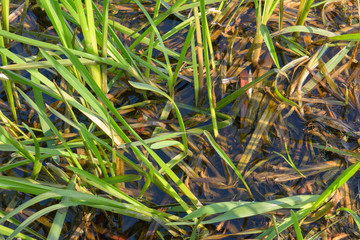 Green grass in the lake