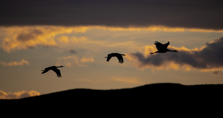 Fototapeta na wymiar Three sandhill cranes in silhouette against a sunset