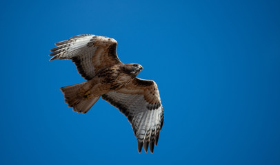 Red tail hawk against a deep blue sky