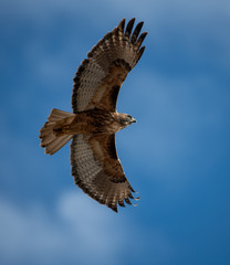 Red tail hawk with a big wingspan showing off his feather pattern