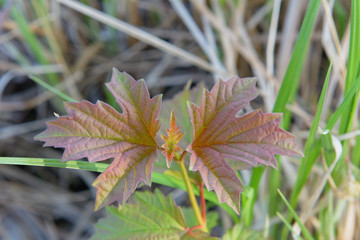 Branch with young leaves