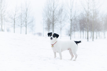 Jack Russell Terrier. Walking outdoors in the winter. Beautiful closeup portrait. How to protect...
