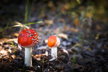 Poisonous Spotted Mushrooms in Magical Green Forest