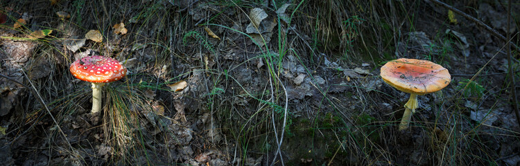 Poisonous Spotted Mushrooms in Magical Green Forest