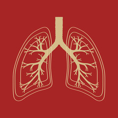 Human Lung, anatomy illustration