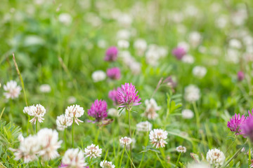wild meadow pink clover flower in green grass in field in natural soft sunlight, Summer season,Autumn outdoor vintage photo with pastel colors and romantic atmosphere.environment day.Selective focus
