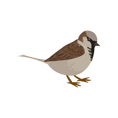 Beautiful multi-colored bird isolated on white background.