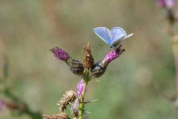 Lycaenidae / Çokgözlü Mavi / / Polyommatus icarus
