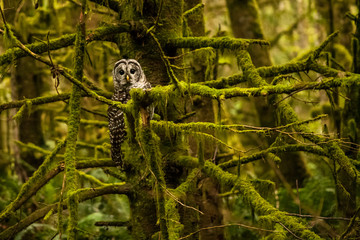 Barred Owl in Mossy Tree