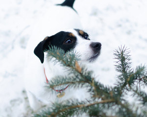 Jack Russell Terrier. Walking outdoors in the winter. How to protect your pet from hypothermia. 