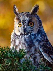 Long-Eared Owl