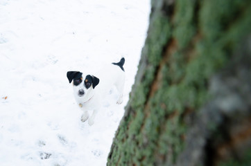 Jack Russell Terrier. Walking outdoors in the winter. How to protect your pet from hypothermia. 