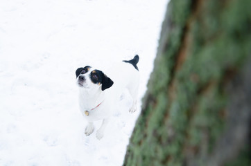 Jack Russell Terrier. Walking outdoors in the winter. How to protect your pet from hypothermia. 