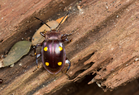 Handsome fungus beetle on rotten wooden log