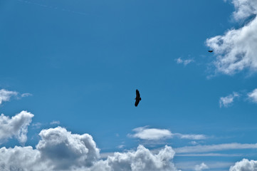 vulture sights in Idanha-a-nova. Castelo Branco, Portugal