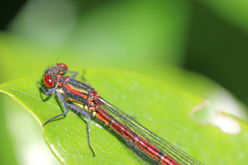 Large Red Damselfly on a leaf