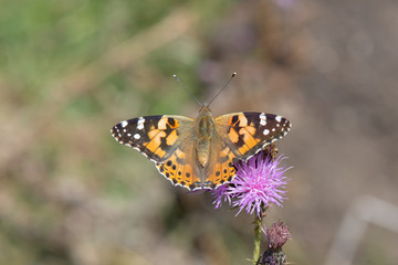 Nymphalidae / Diken Kelebeği / / Vanessa cardui
