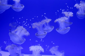 Fototapeta na wymiar Background a lot of jellyfish, underwater world