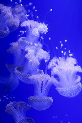 Background a lot of jellyfish, underwater world