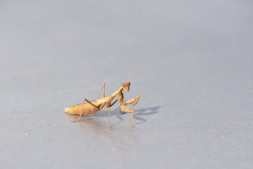 praying mantis on blue background