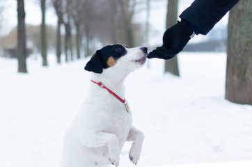 Jack Russell Terrier. The dog performs the commands of its owner. Walking outdoors in the winter. ...