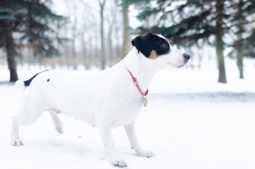 Jack Russell Terrier. The dog performs the commands of its owner. Walking outdoors in the winter.  How to protect your pet from hypothermia. 