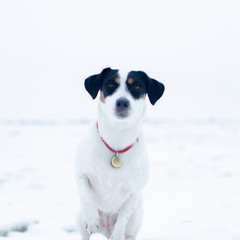 Jack Russell Terrier. The dog performs the commands of its owner. Walking outdoors in the winter.  How to protect your pet from hypothermia. 