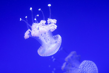 Background a lot of jellyfish, underwater world