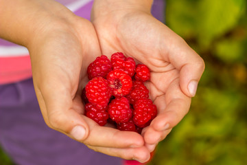 Kid's hand holding raspberries