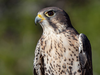 Prairie Falcon