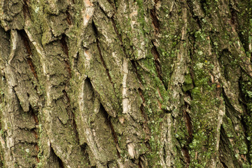 Tree bark texture