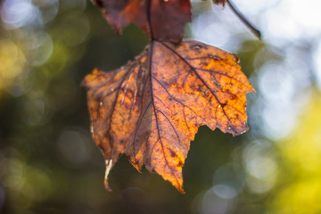 Colored maple leave in automn