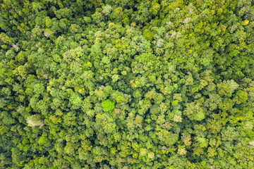Aerial View of Rainforest Canopy in Raja Ampat