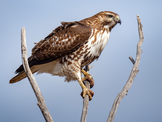 Red-Tailed Hawk