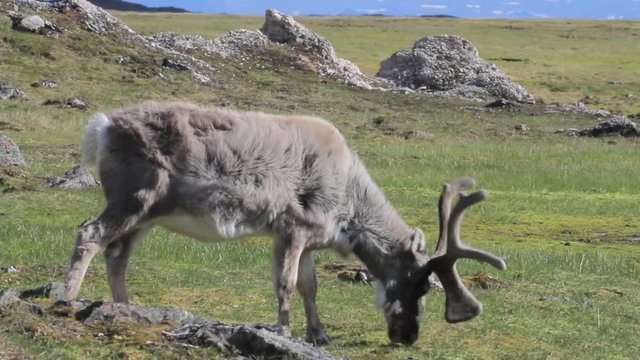 Reindeer feeding in the field of Spitsbergen Reindeer eating from grass in Spitsbergen Norway