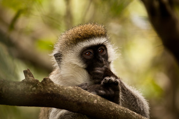 Vervet Monkey in Tree
