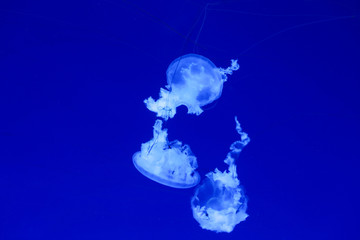 Background a lot of jellyfish, underwater world