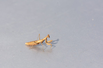 praying mantis on green background