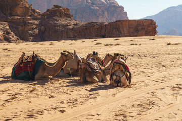 Camels in the desert