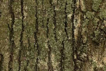 Tree bark texture