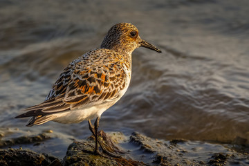 Sanderling