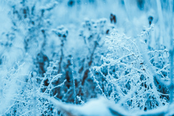 Obraz premium frozen plants in hoarfrost in winter afternoon