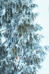 winter light dark green larch branches in the snow