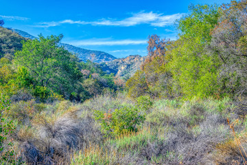 Southern California forest on cool winter day 