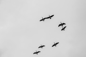 Tight Flock & Gray Sky