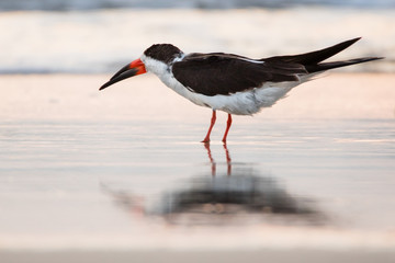Black Skimmer on Beach