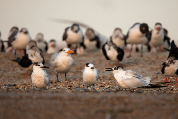 Royal Terns on Beach