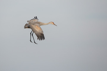 Sandhill Crane Flying
