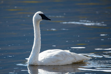 Trumpeter Swan in Water